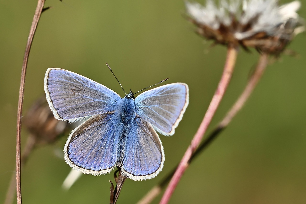 Crèche le papillon bleu